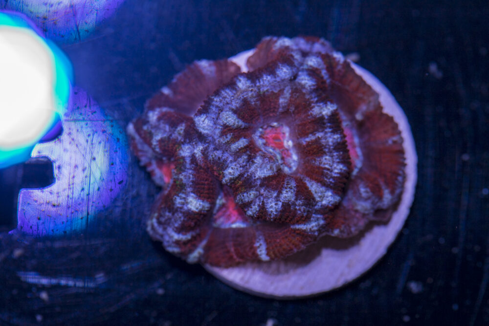 Acan - Lord Howe