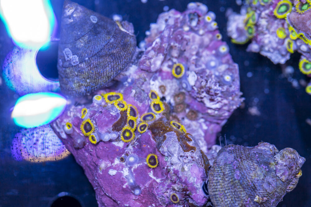 Zoanthids