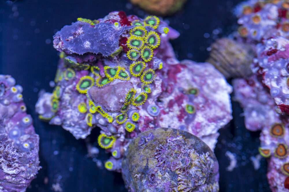 Zoanthids