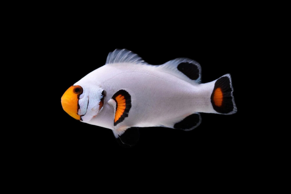 Platinum Clownfish