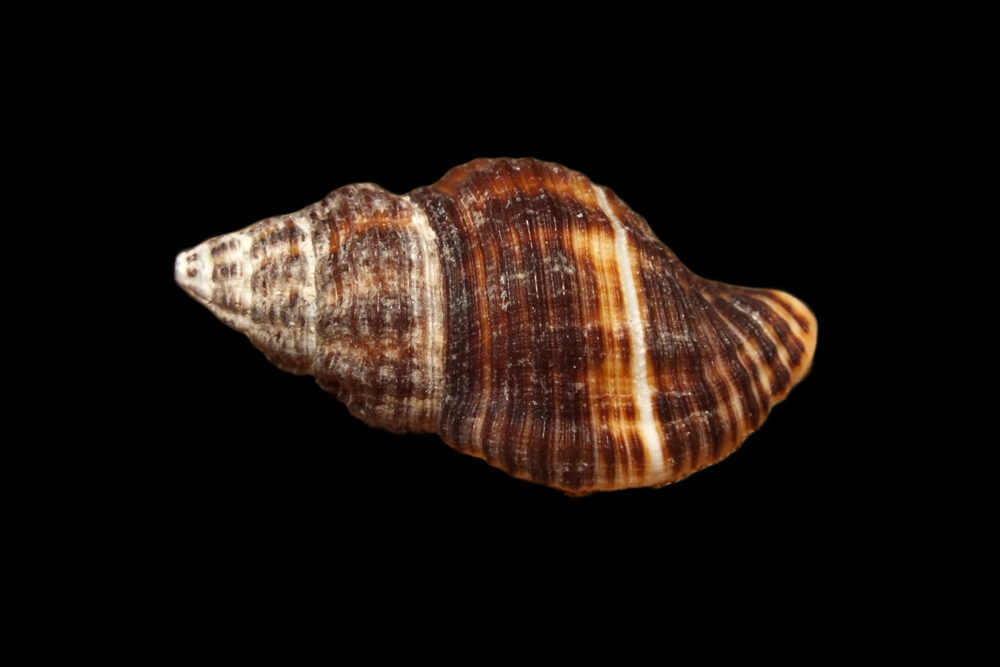 Pollia Vermatid Snail