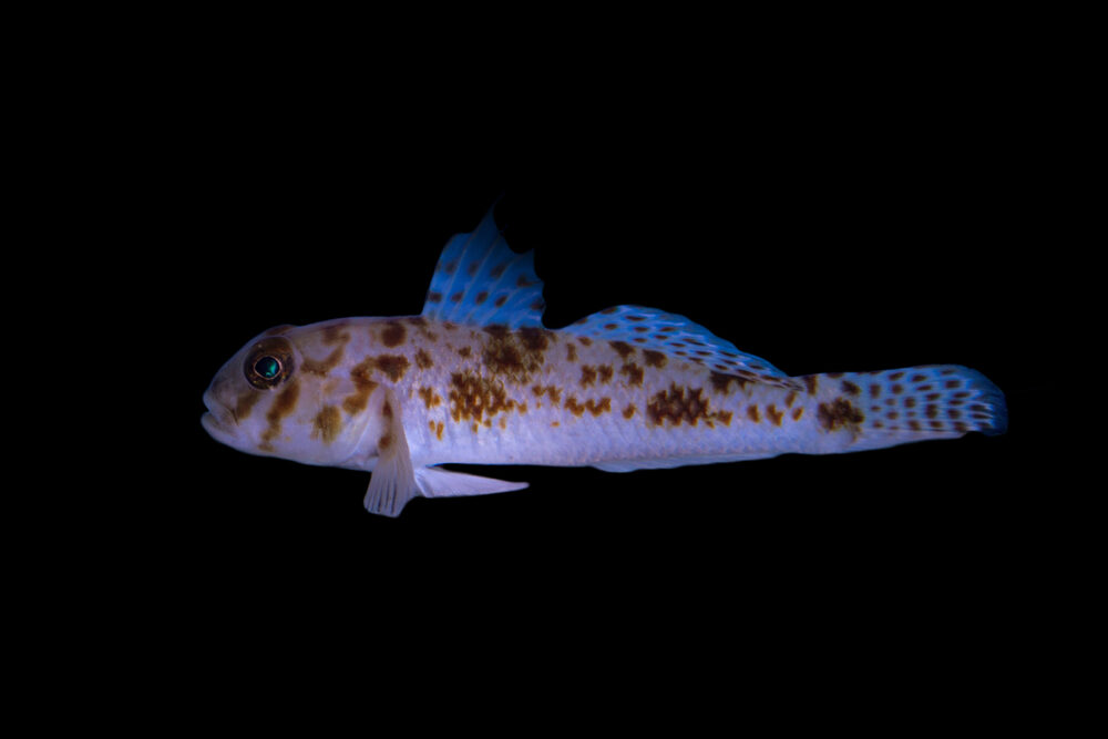 Shadow Goby