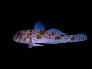 Shadow Goby