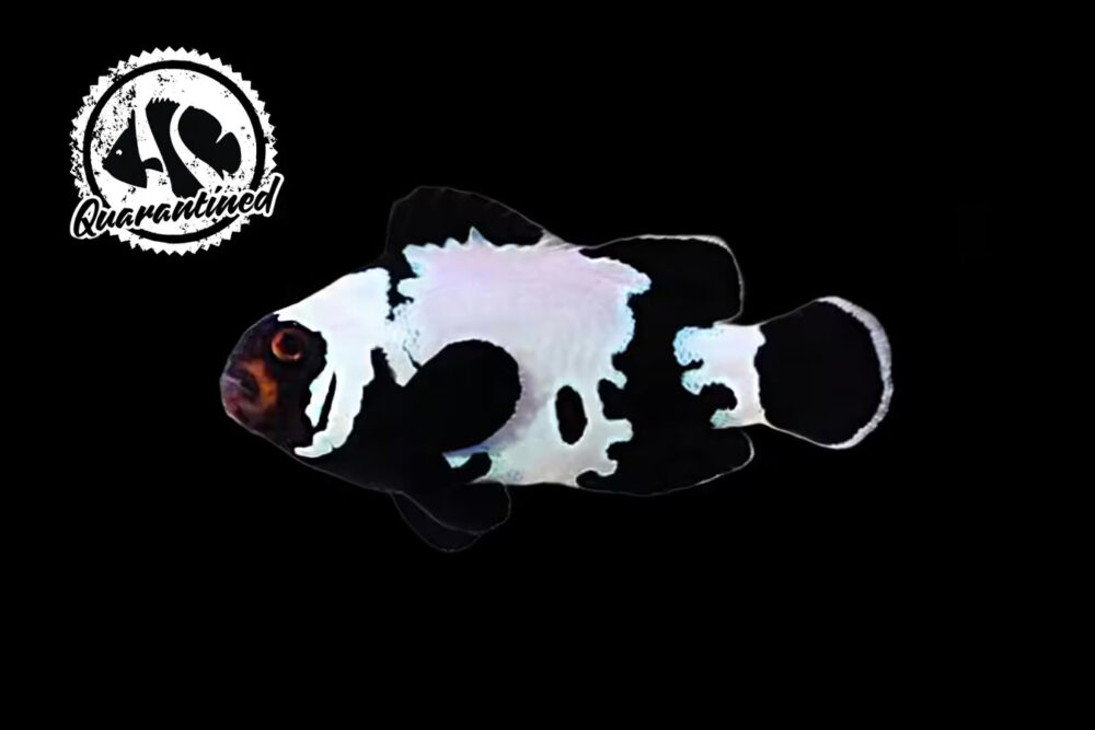 Snowflake Clownfish - Black - Quarantined