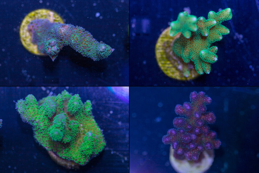 Beginner SPS Coral Package - Image 2