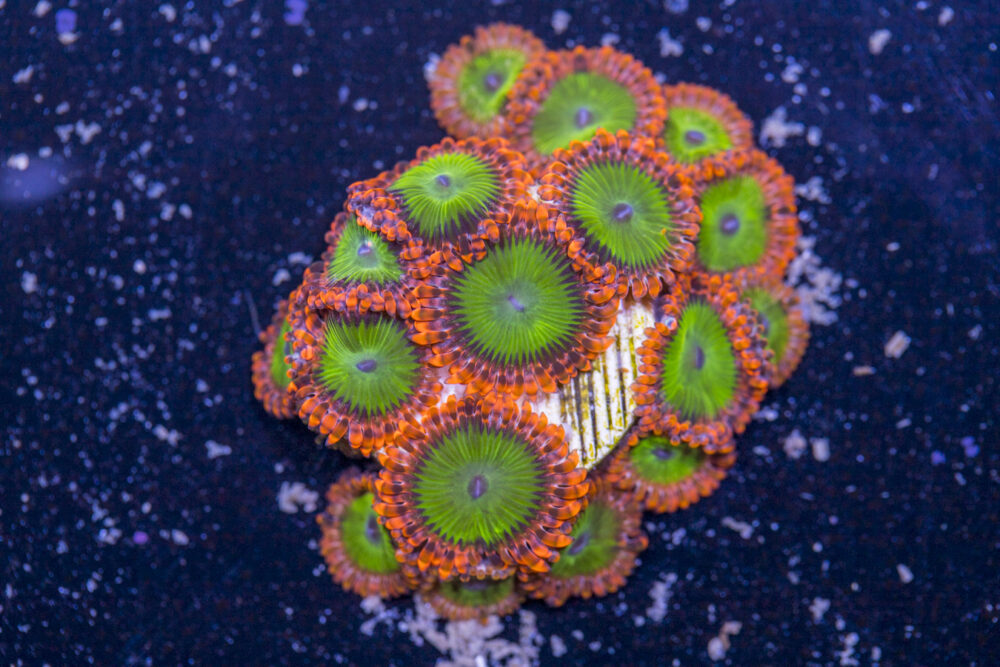 Zoanthids - Electric Oompa Loompas