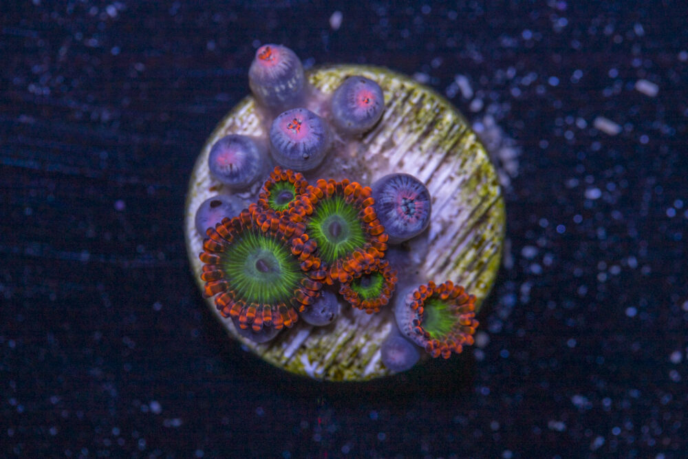 Zoanthids - Electric Oompa Loompas