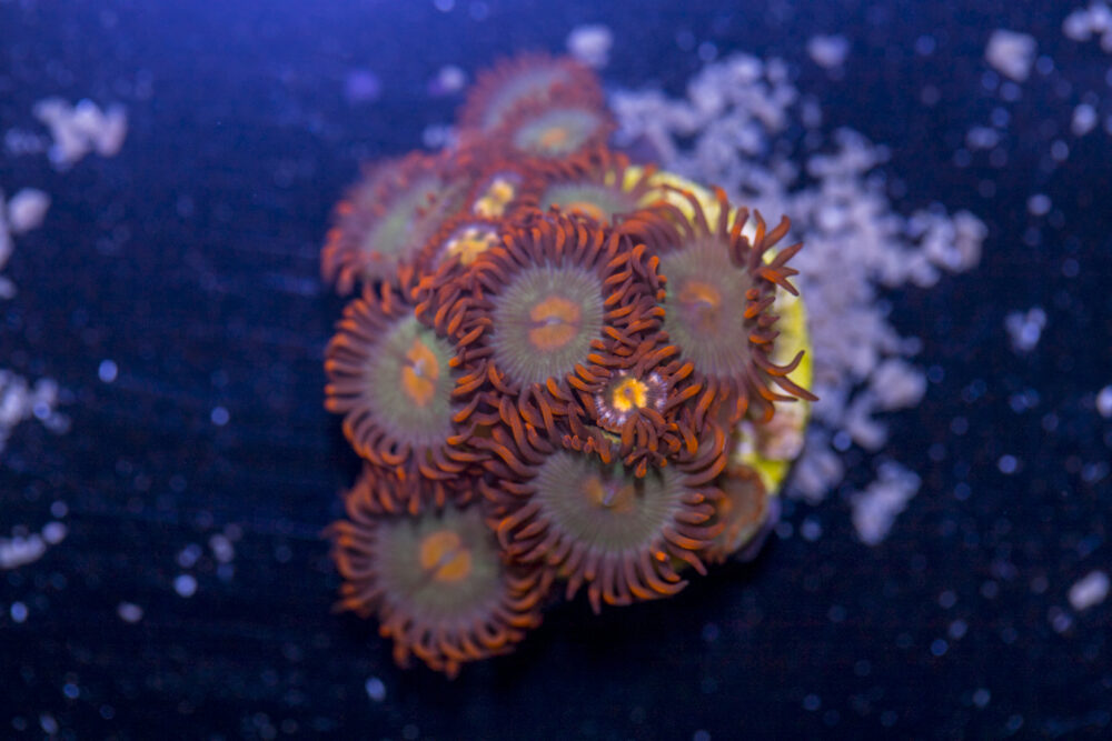 Zoanthids