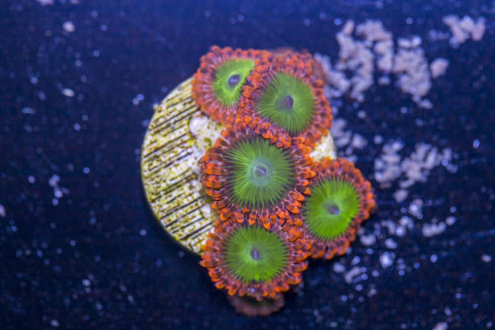 Zoanthids - Electric Oompa Loompas