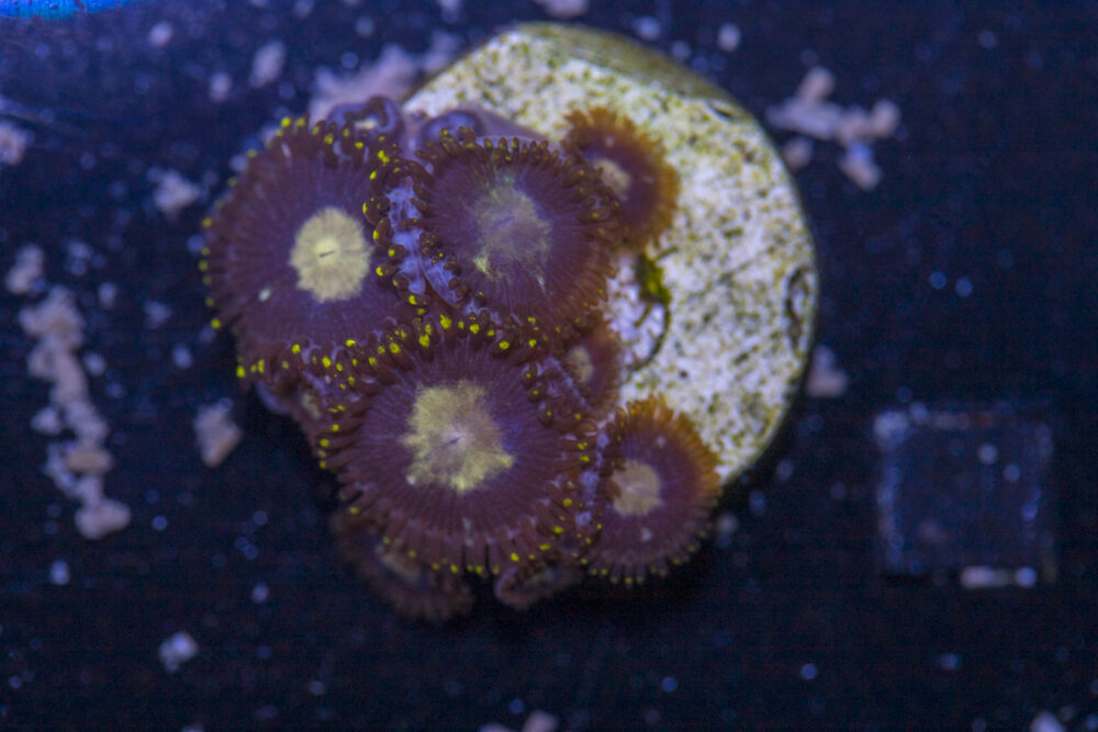 Zoanthids