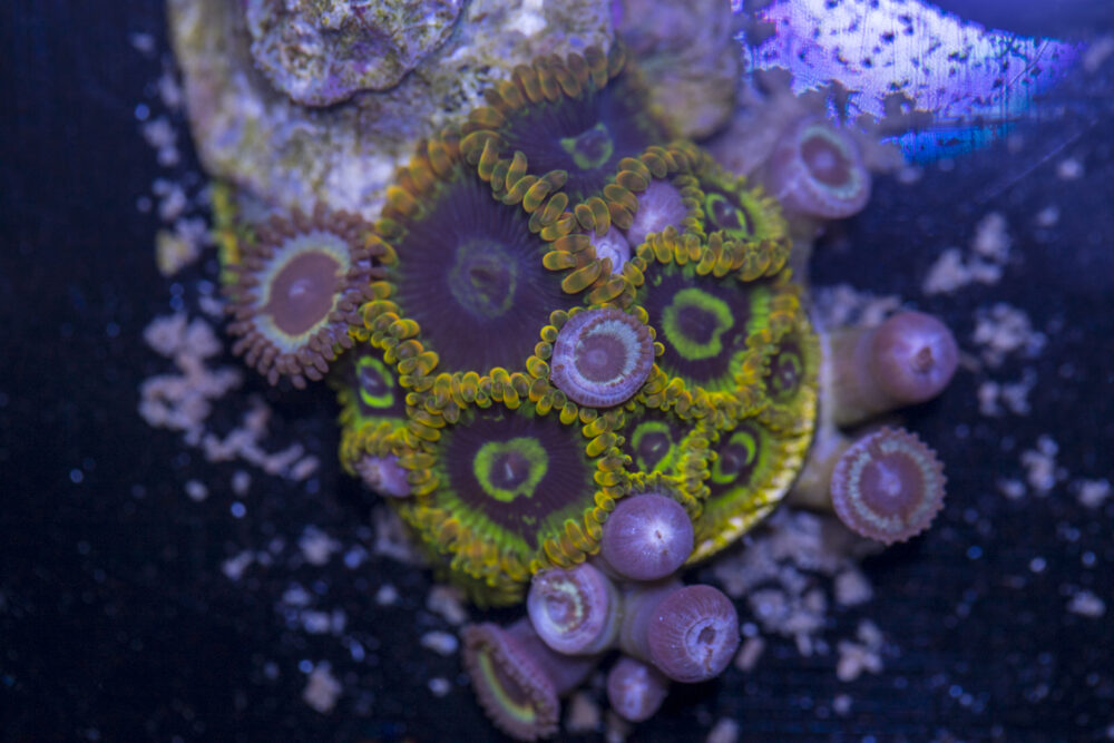 Zoanthids - Rainbow Yodas