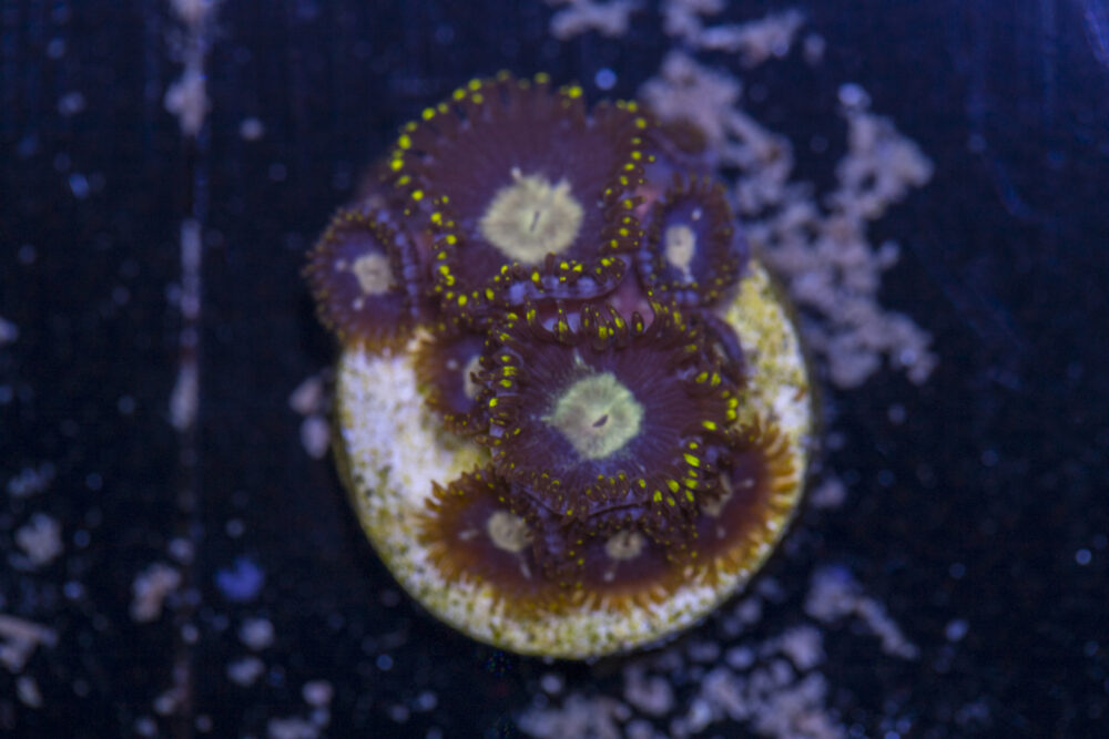 Zoanthids