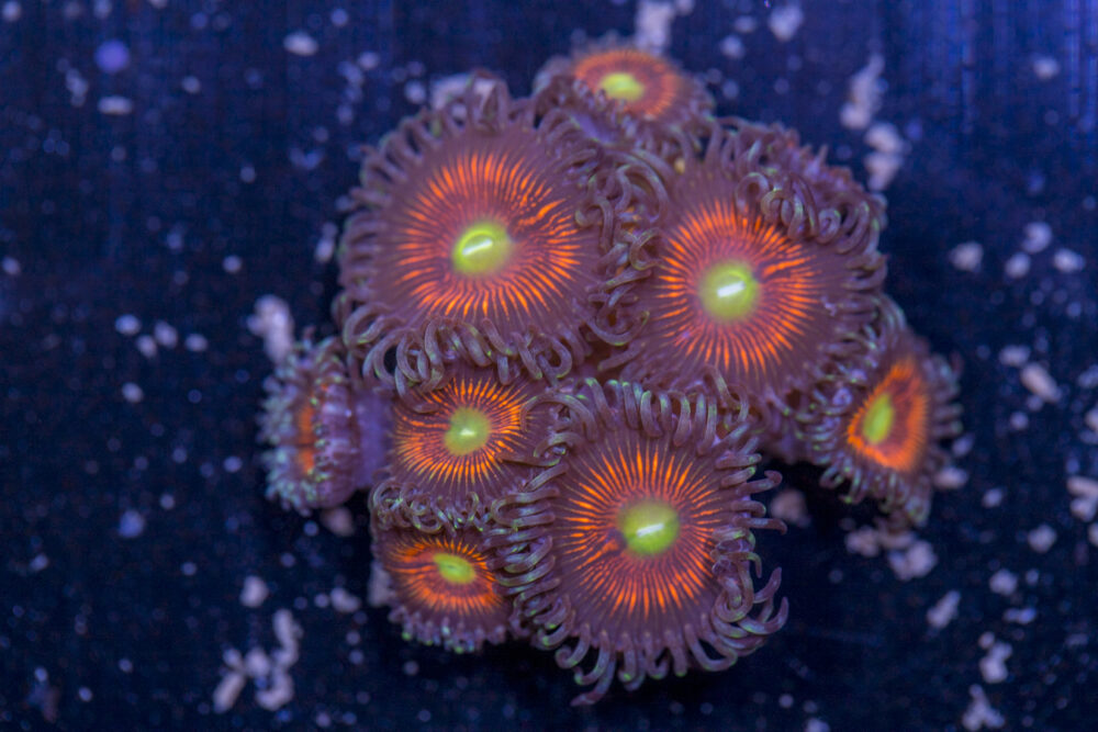 Zoanthids - Everlasting Gobstoppers