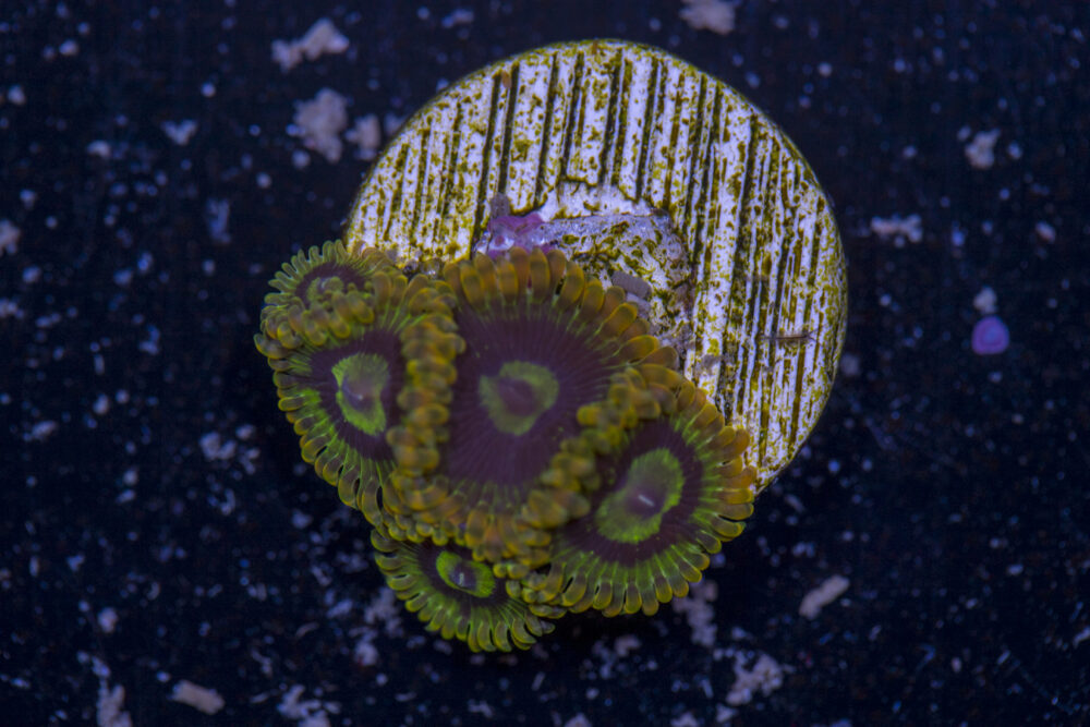 Zoanthids - Rainbow Yodas