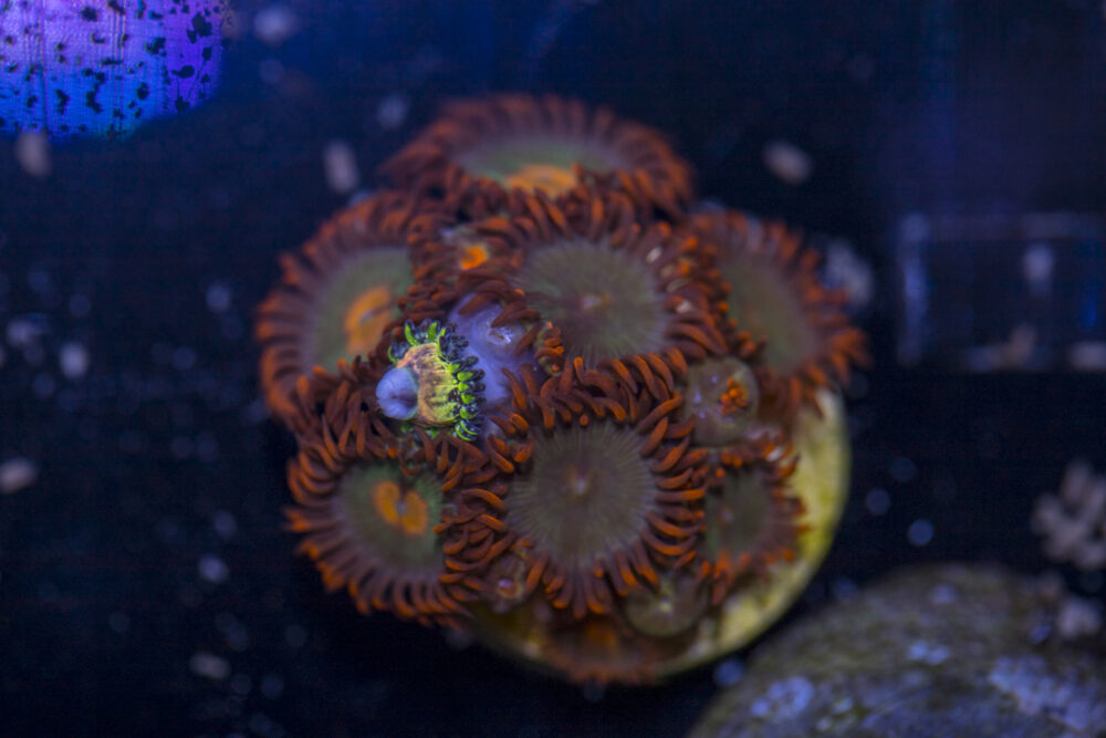 Zoanthids