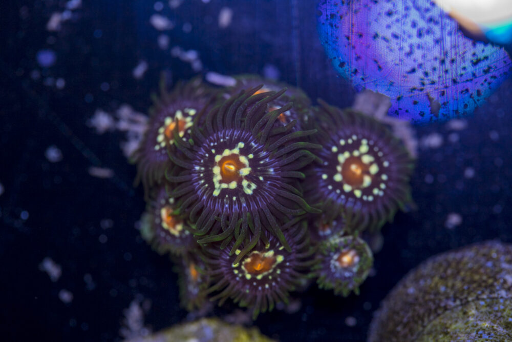 Zoanthids - Pinwheels