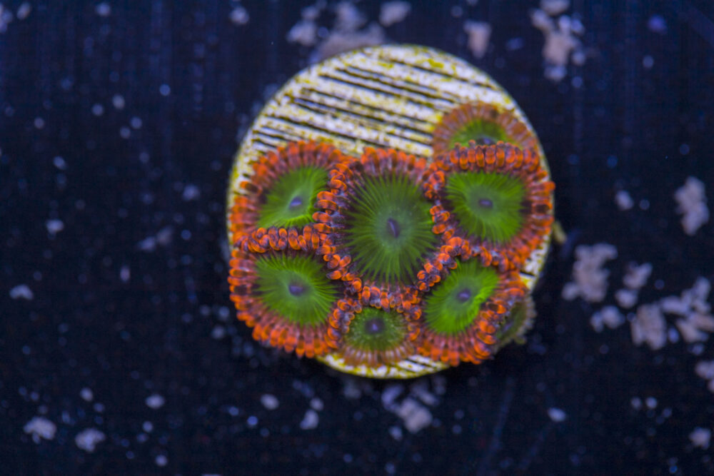 Zoanthids - Electric Oompa Loompas