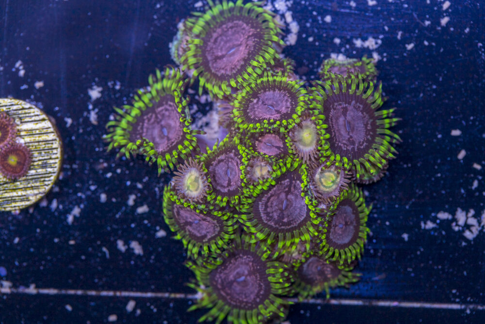 Zoanthids - Purple Monsters