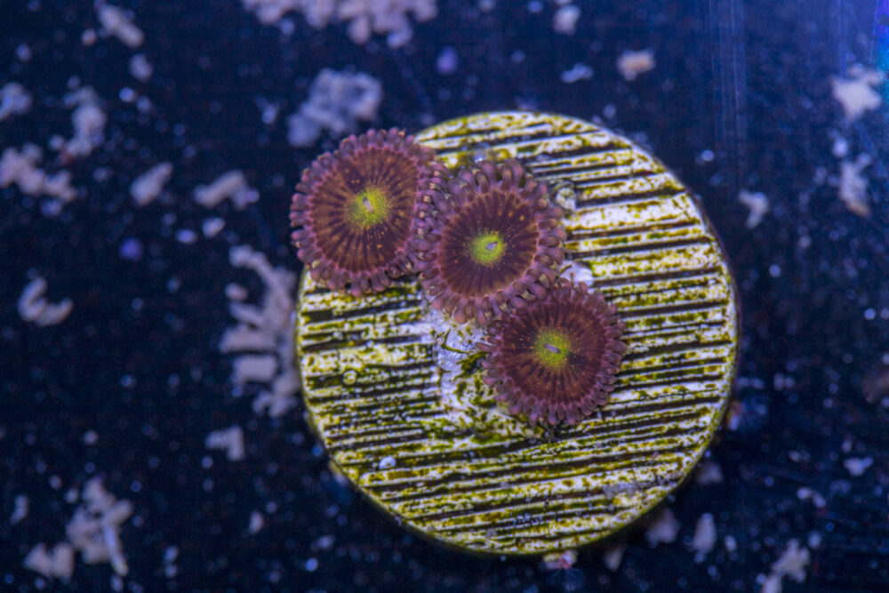 Zoanthids - Alien Anti Venom