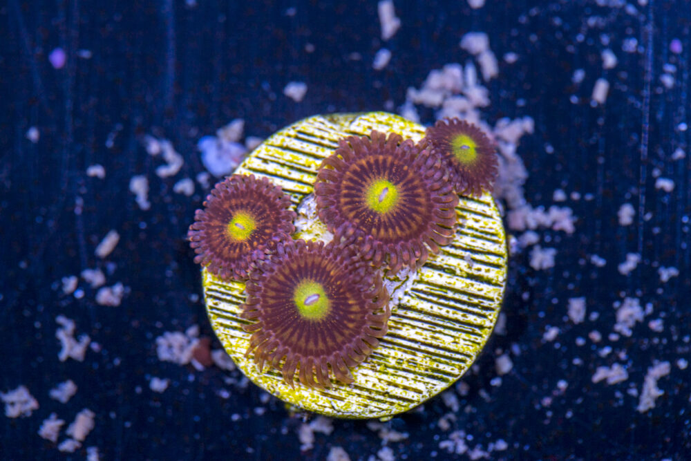 Zoanthids - Alien Anti Venom