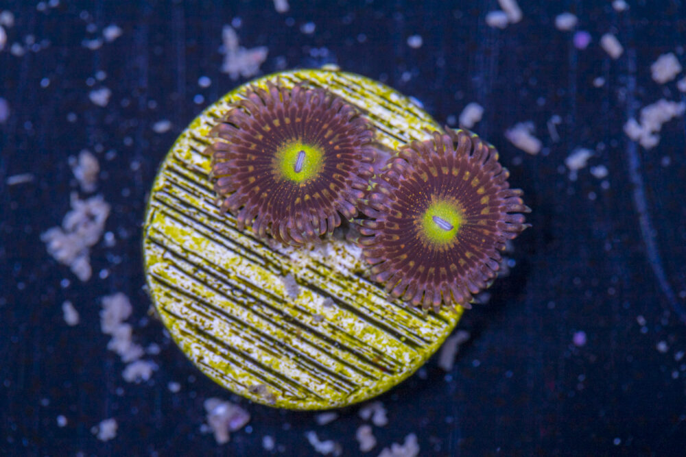 Zoanthids - Alien Anti Venom