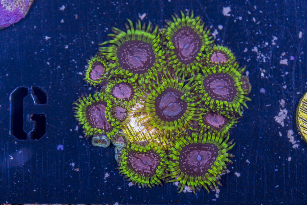 Zoanthids - Purple Monsters