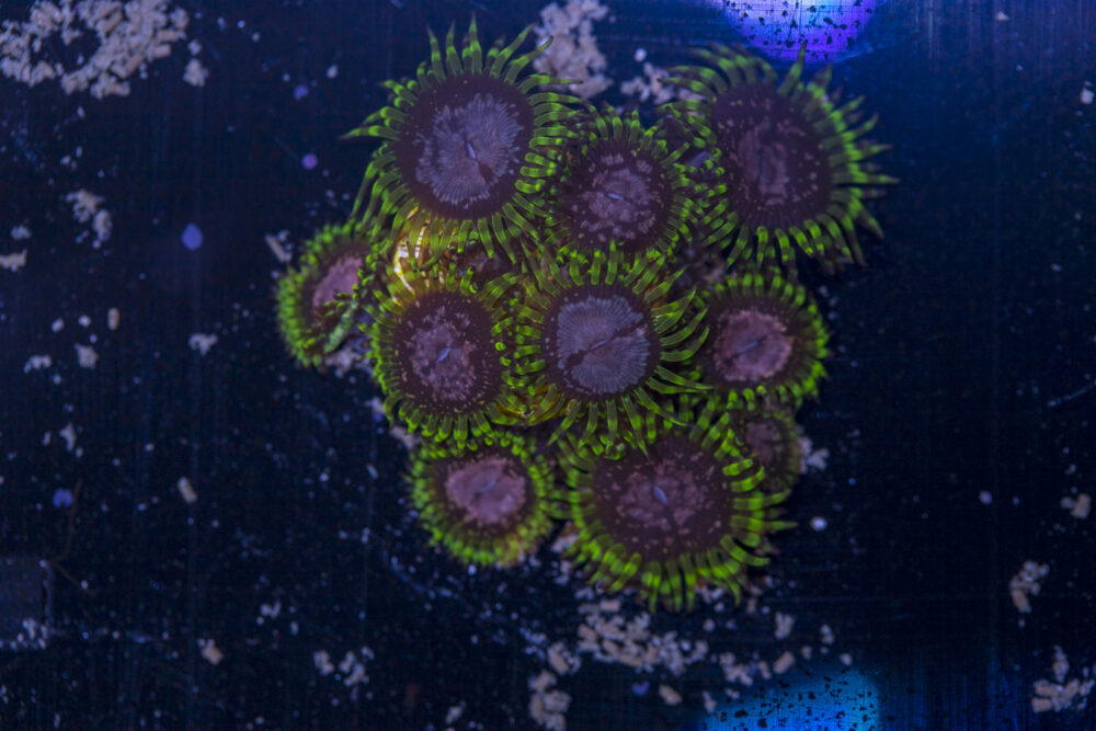 Zoanthids - Purple Monsters