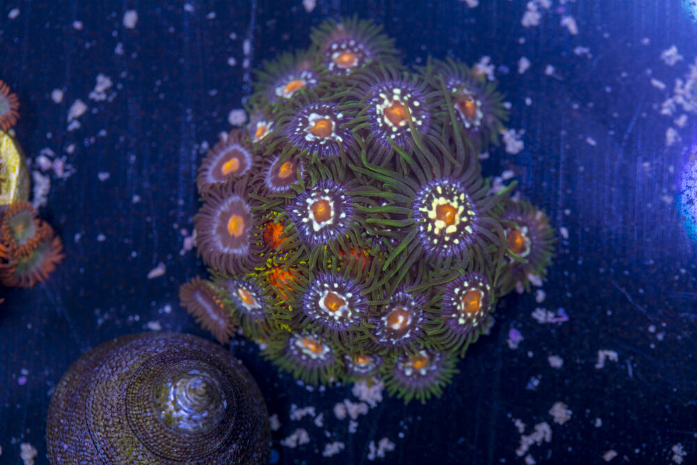 Zoanthids - Pinwheels