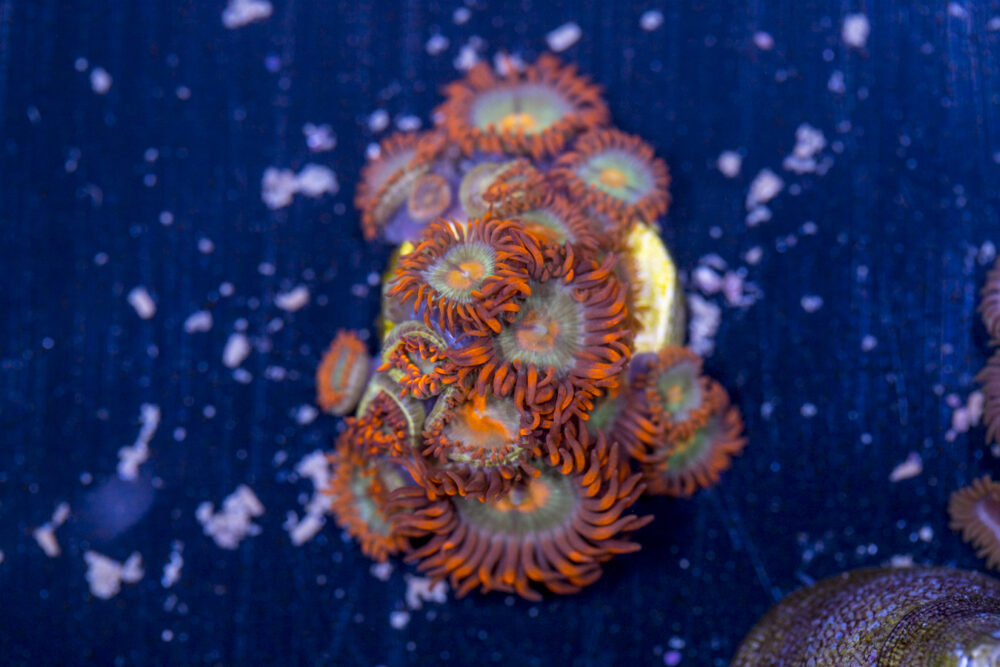 Zoanthids