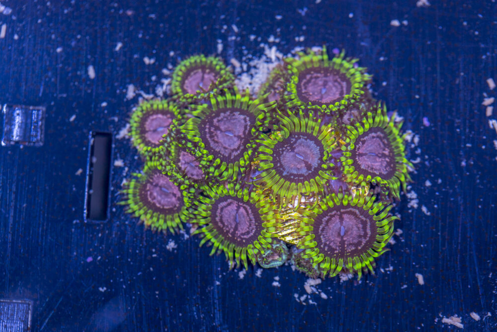 Zoanthids - Purple Monsters