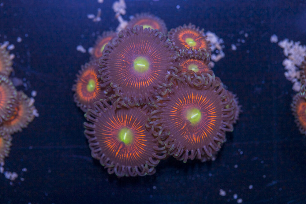 Zoanthids - Everlasting Gobstoppers