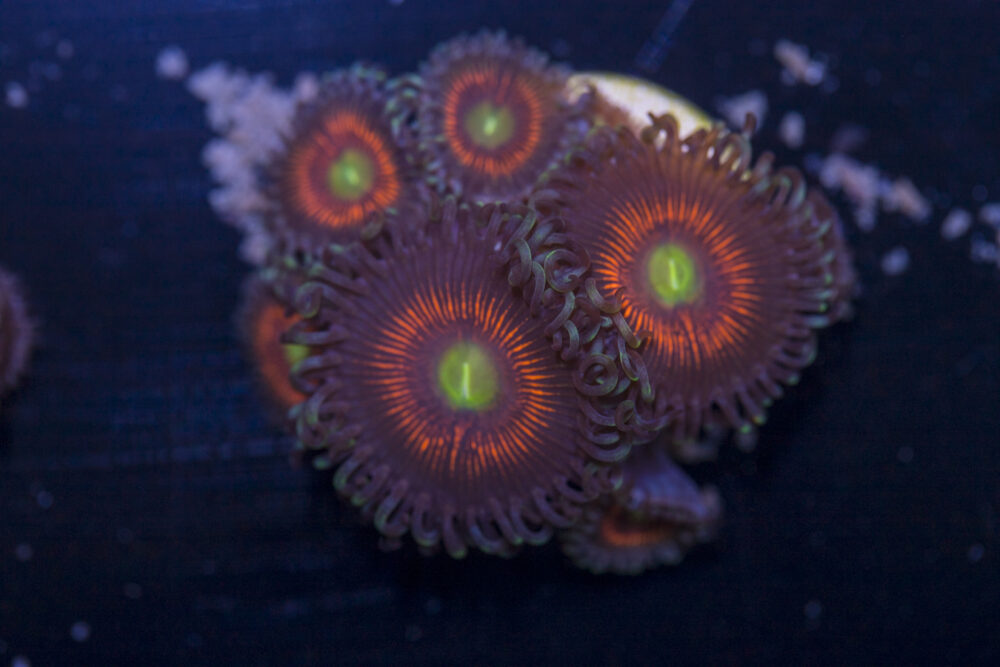 Zoanthids - Everlasting Gobstoppers