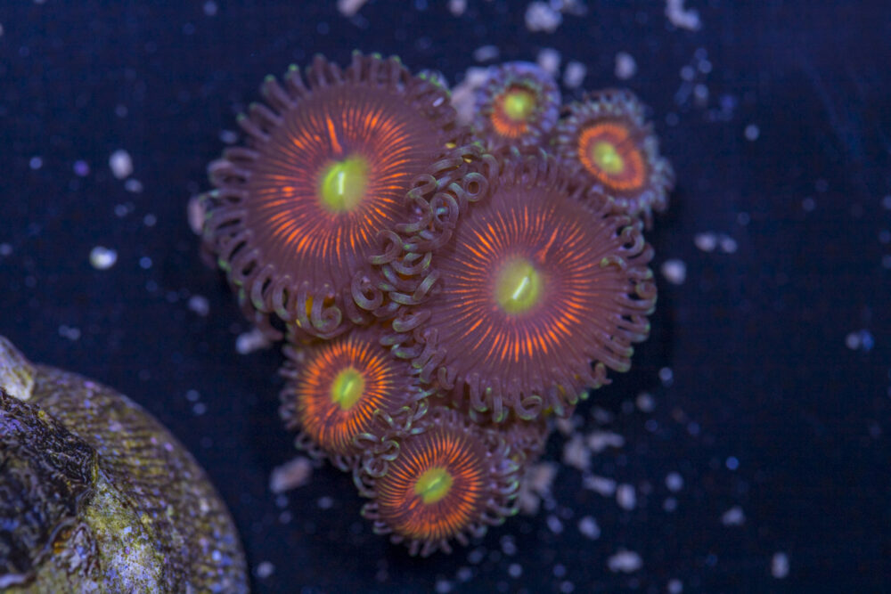 Zoanthids - Everlasting Gobstoppers