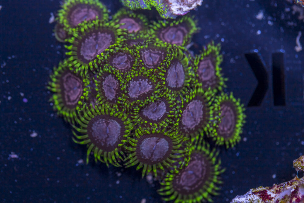 Zoanthids - Purple Monsters