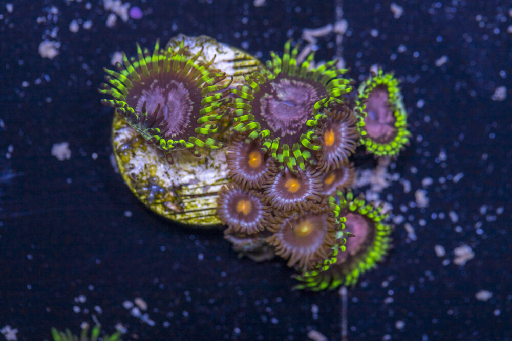 Zoanthids - Purple Monsters