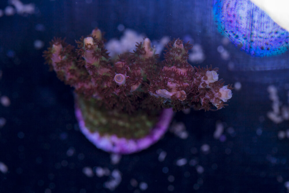 Acropora