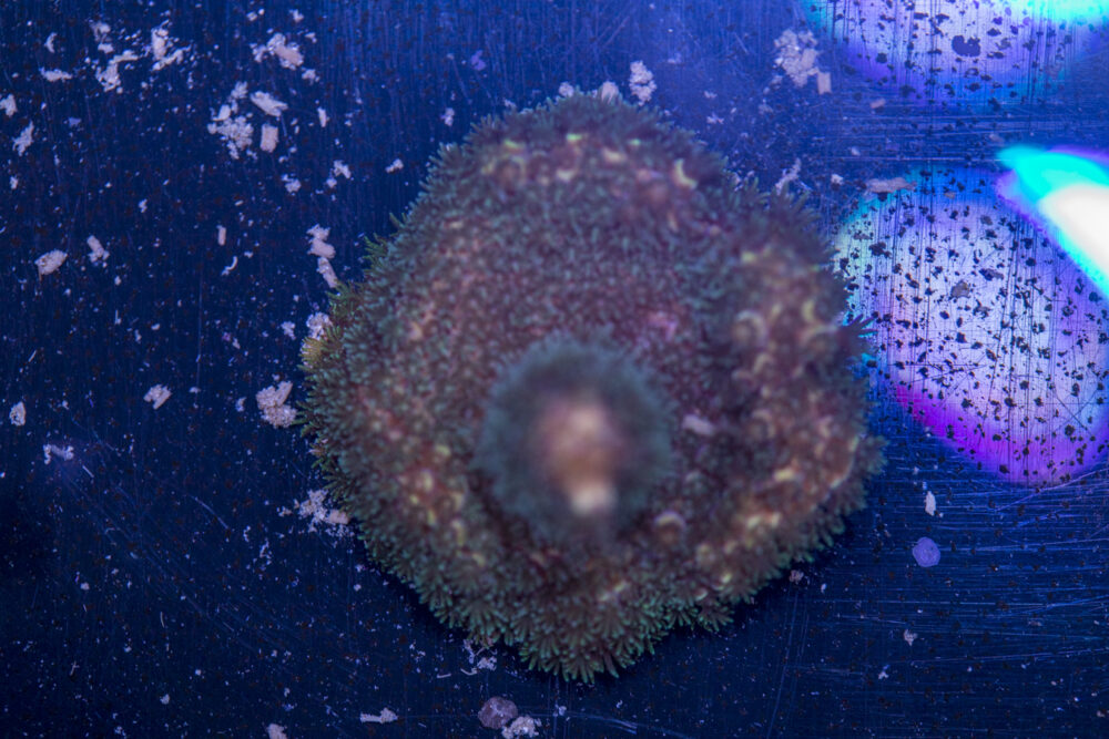 Millepora