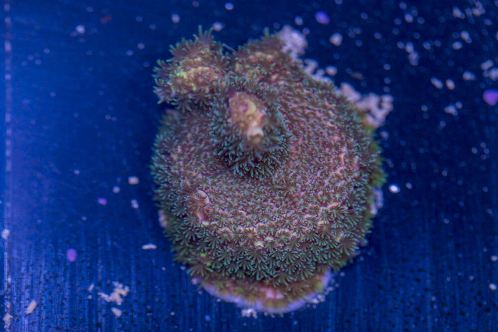 Millepora