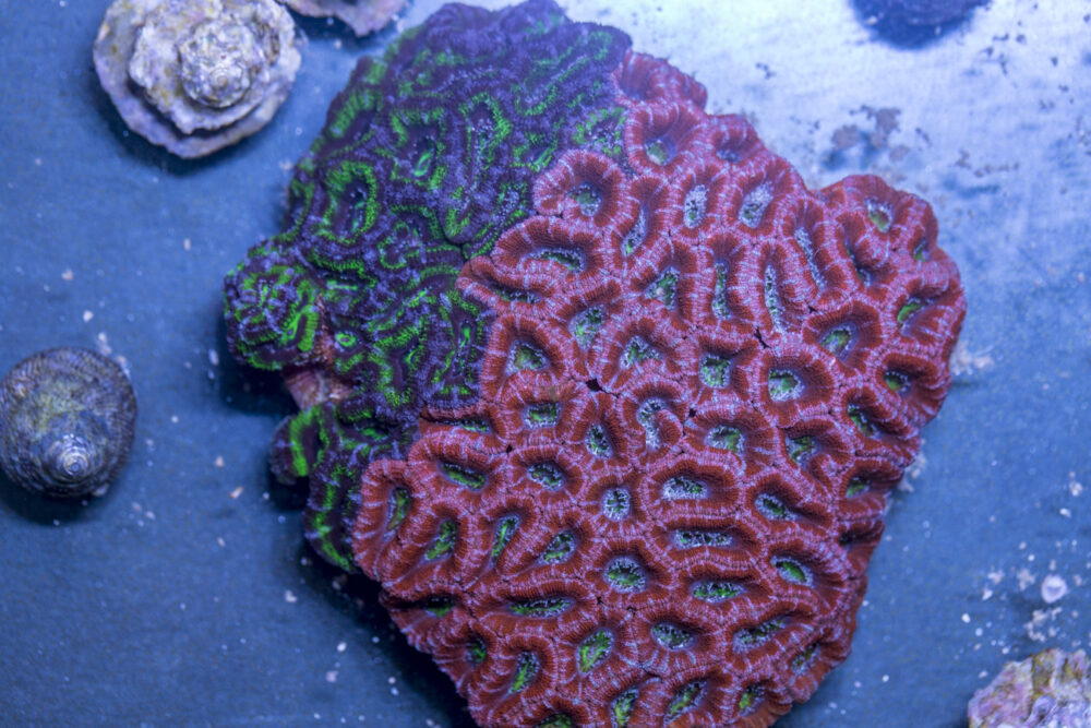 Acan - Lord Howe