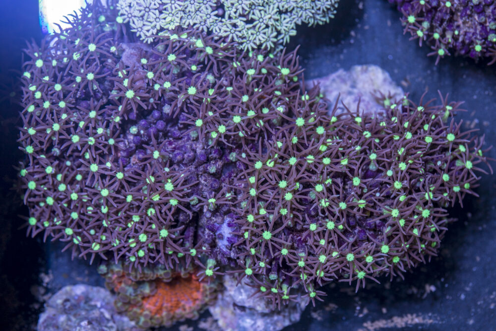 Star Polyp