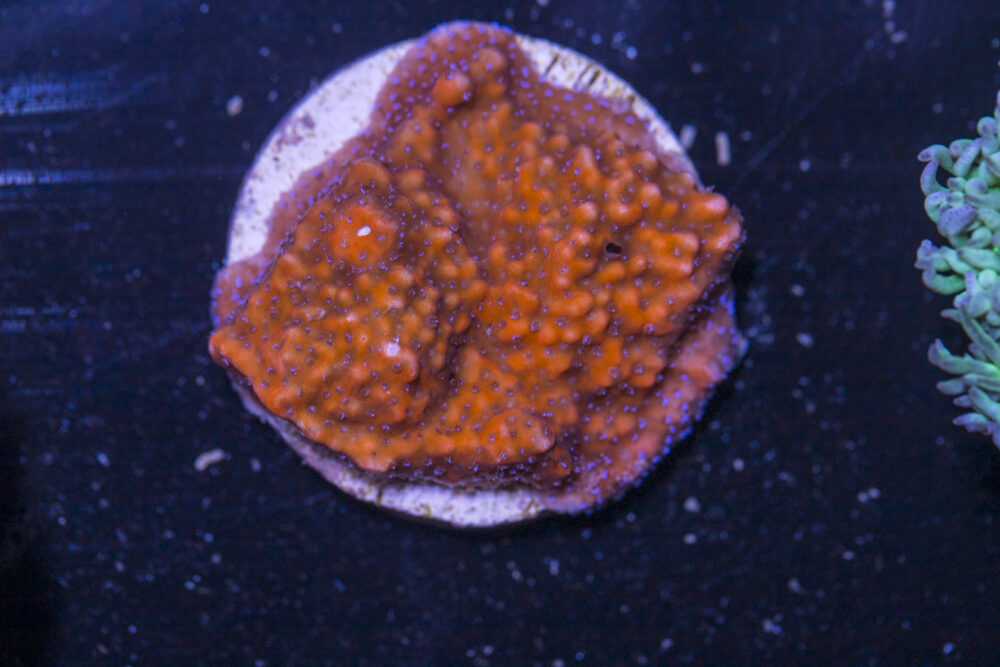 B23 - Montipora