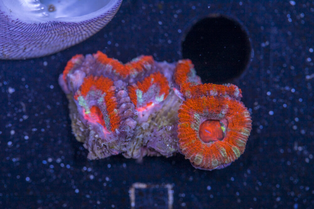 Acan - Lord Howe