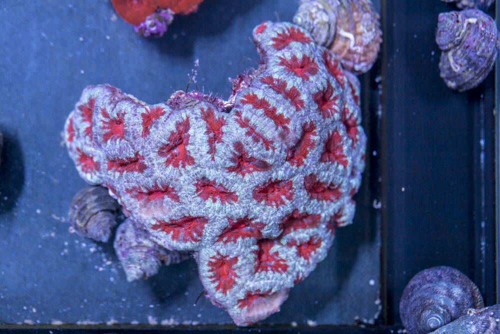 Acan - Lord Howe