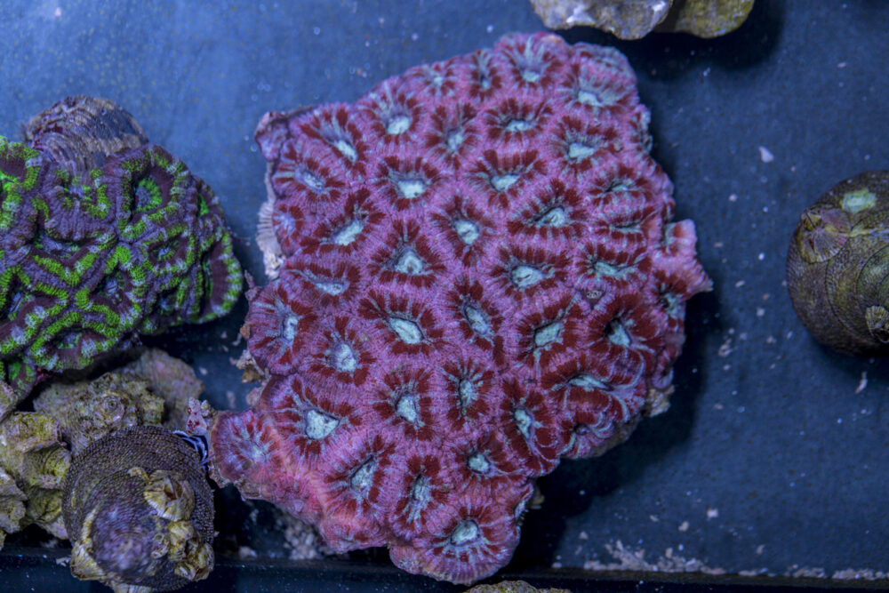 Acan - Lord Howe