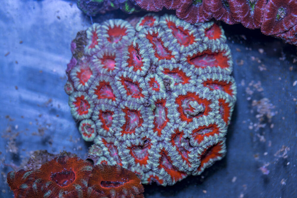 Acan - Lord Howe