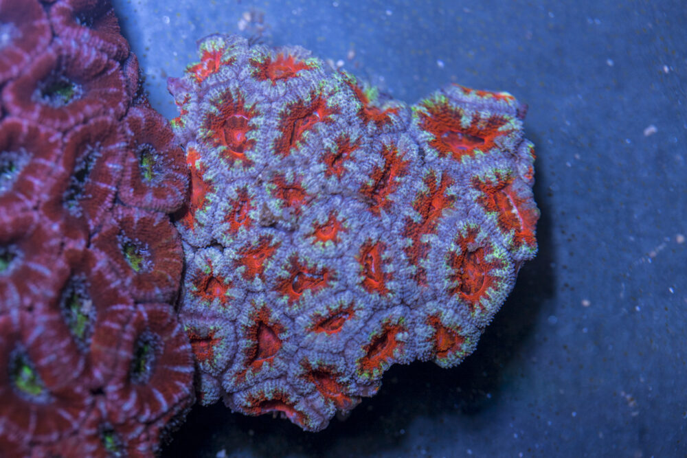 Acan - Lord Howe