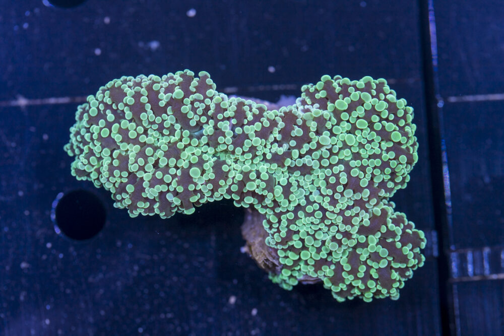 Frogspawn