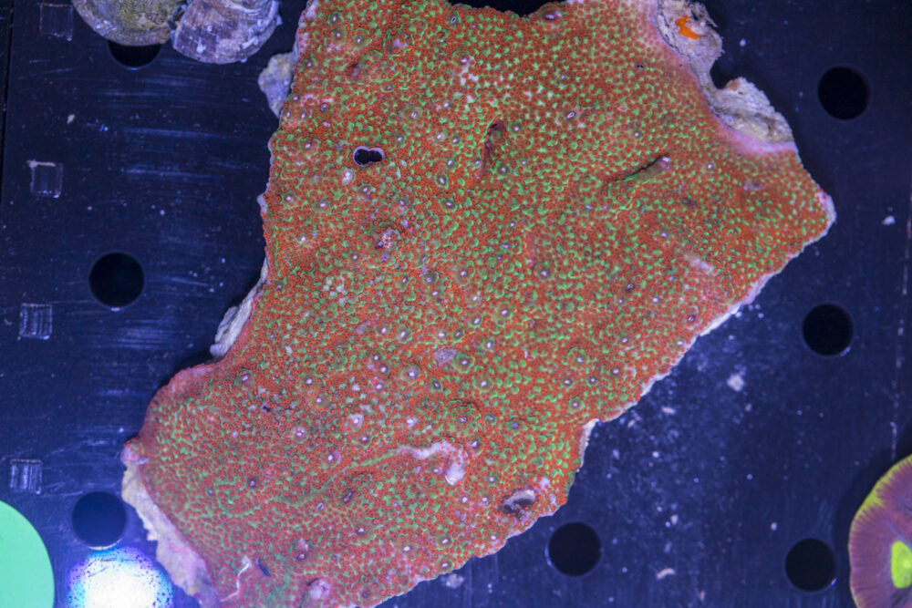 Montipora - Chilli Pepper