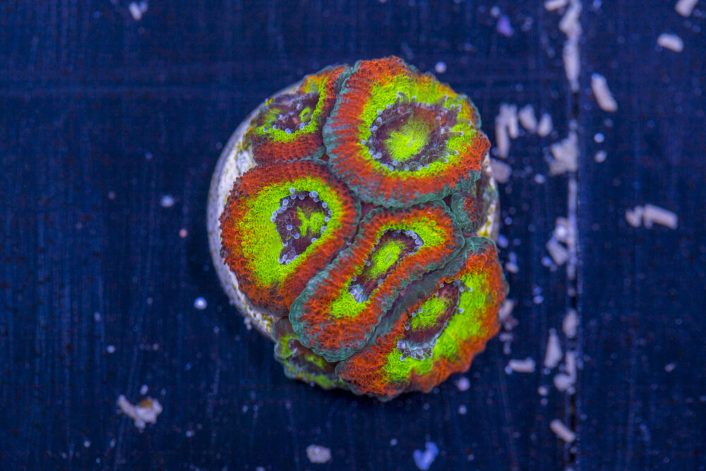 Acan - Holy Grail