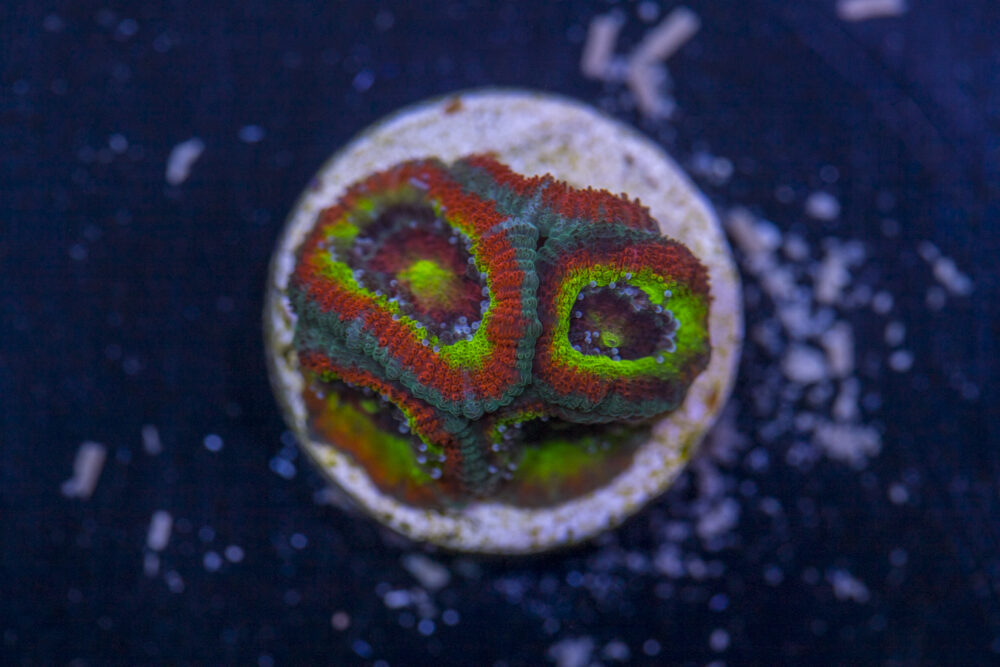 Acan - Holy Grail